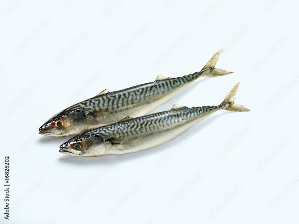 Mackerel (Makrele) Mackerel (Makrele)