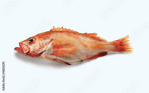Redfish, Rosefish, Ocean Perch (Rotbarsch)