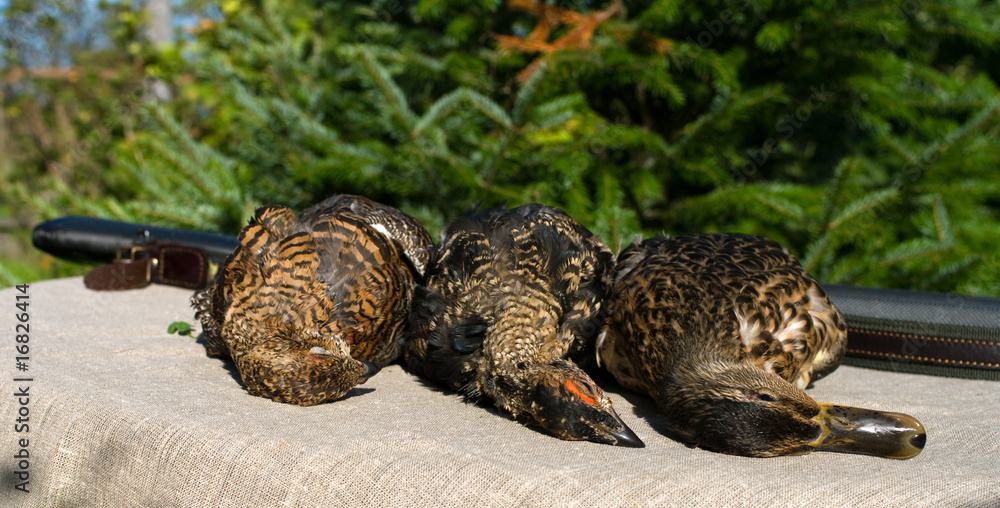 Obraz premium Shotgun and gamebird.
