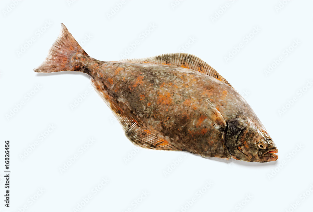 Naklejka premium Halibut (Heilbut)