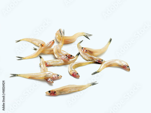 Photos Smelt (Stint)
