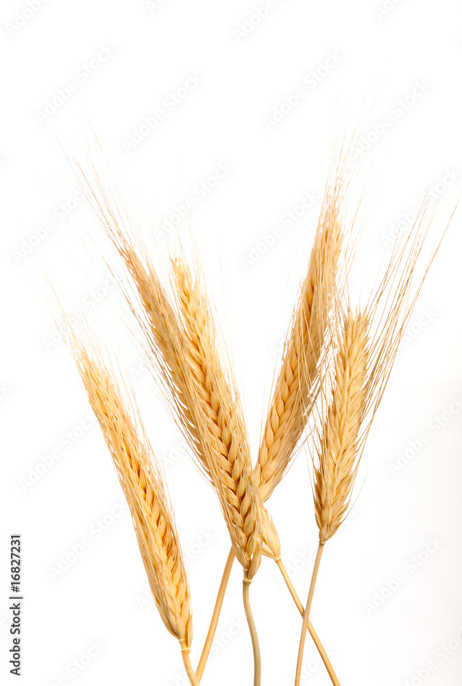 Wheat Ears