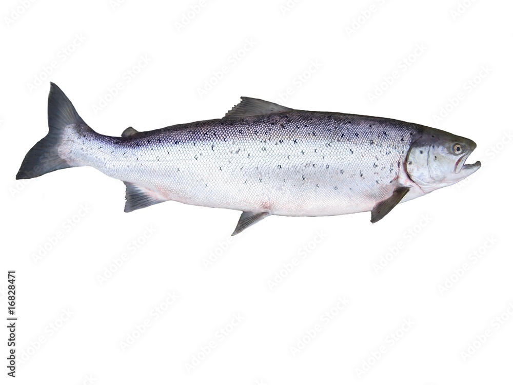 big salmon big salmon