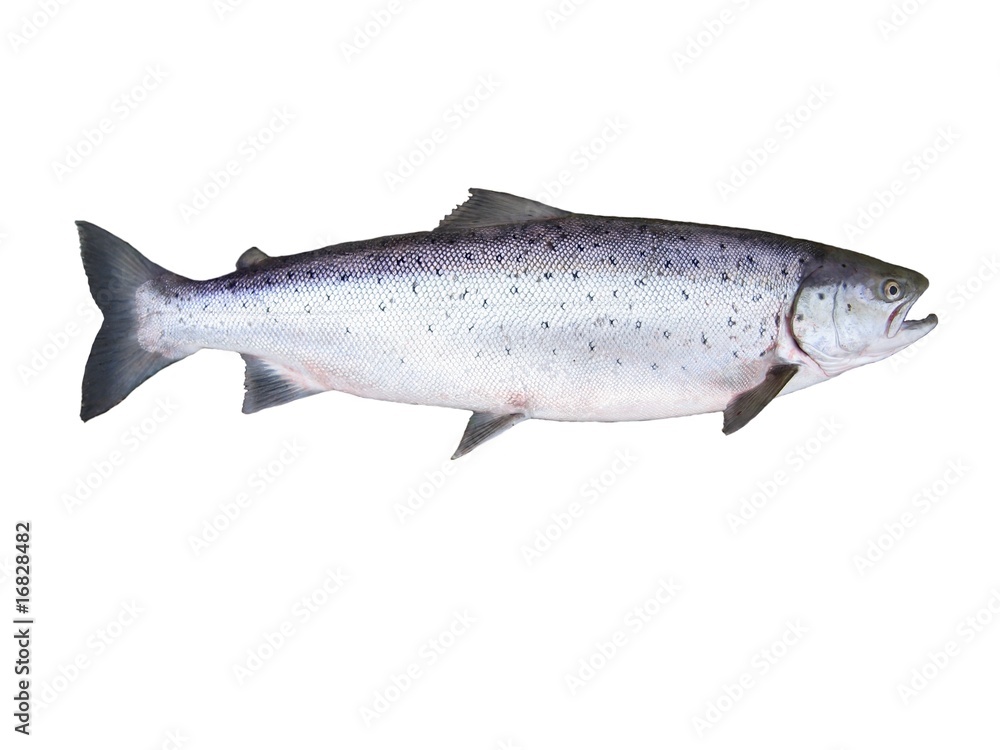 big salmon big salmon