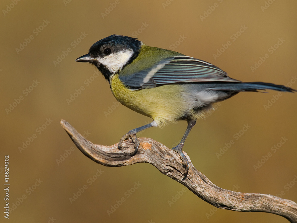 Fototapeta premium Carbonero común