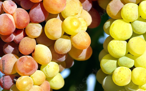 Mature grapes.