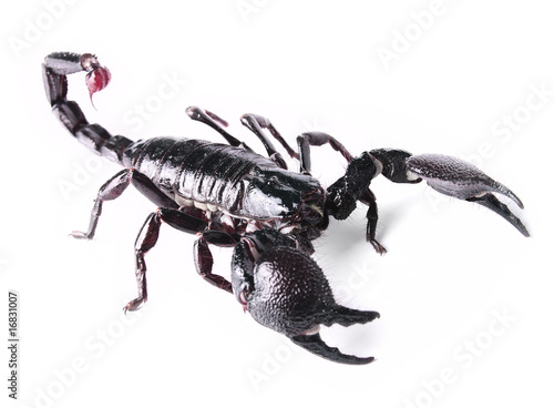 scorpion © StanOd