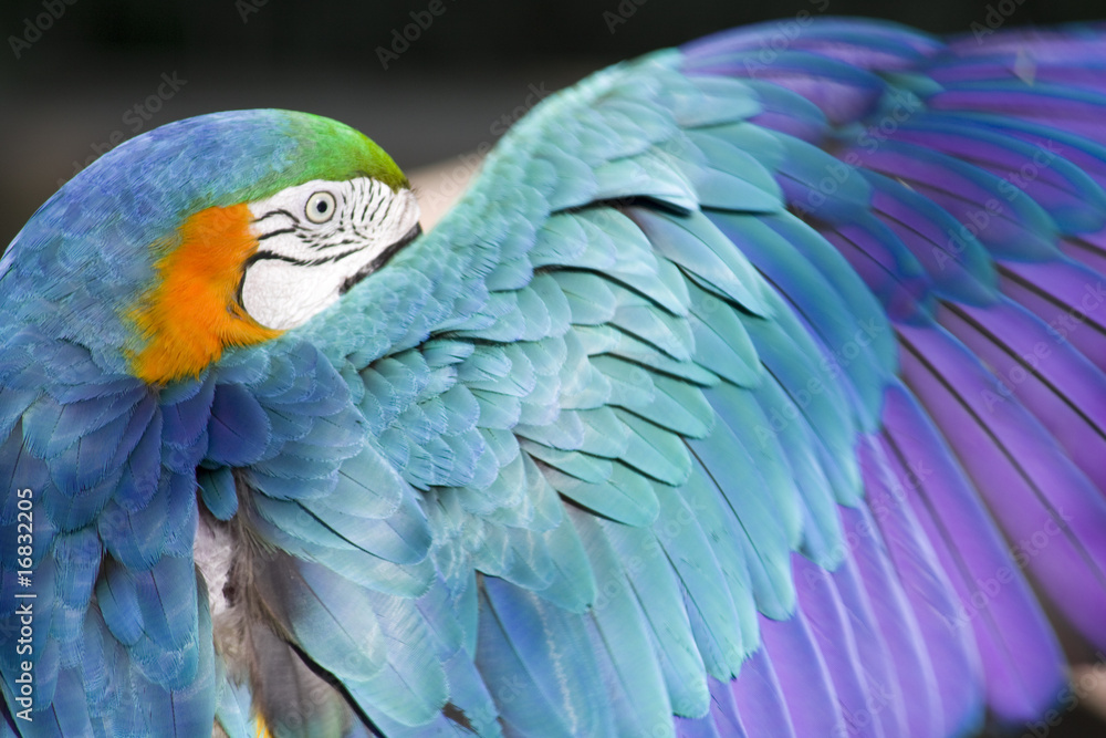 Obraz premium Macaw Parrot