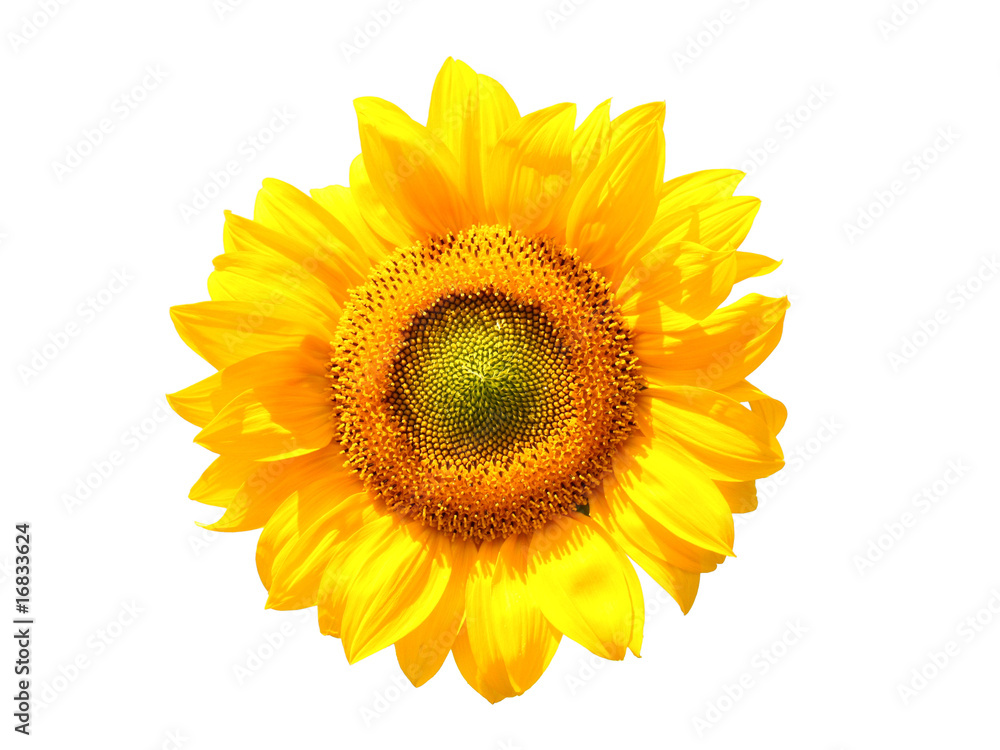 Fototapeta premium Sonnenblume (Helianthus annuus)