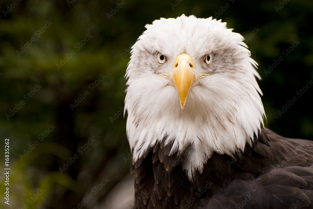Obraz premium Bald Eagle (Haliaeetus leucocephalus)