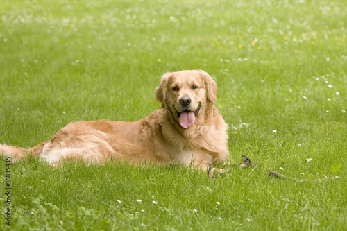 Golden retriever laying