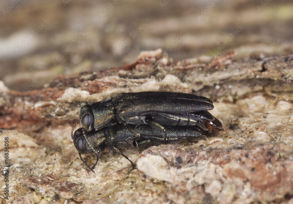 Mating metallic wood borers. Extreme close-up.