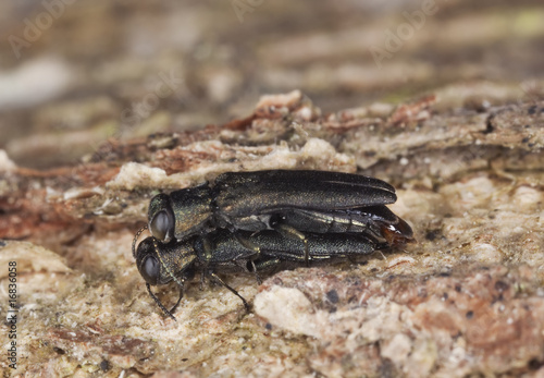 Mating metallic wood borers. Extreme close-up.