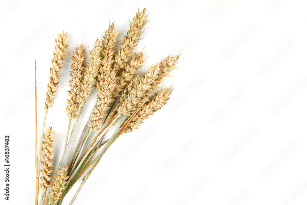 Grain ears Grain ears