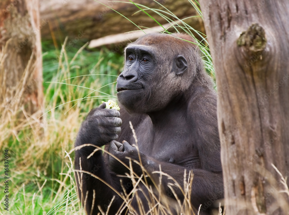 Obraz premium gorilla eating