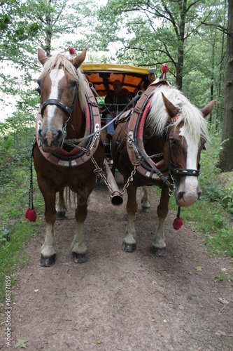 Mit dem Pferdewagen durch den Wald