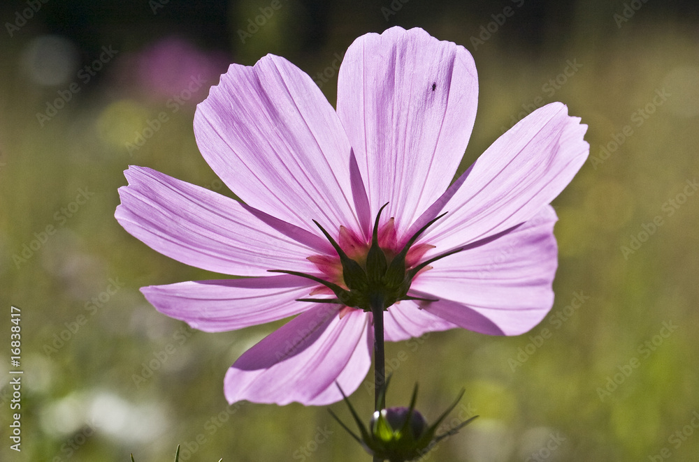 Obraz premium fleur9
