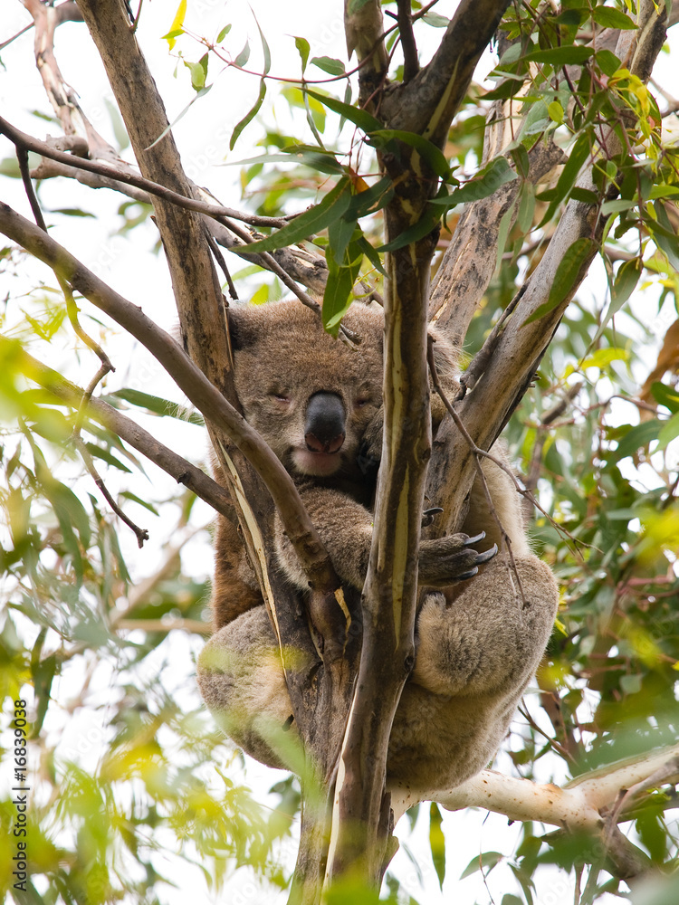 Fototapeta premium Koala