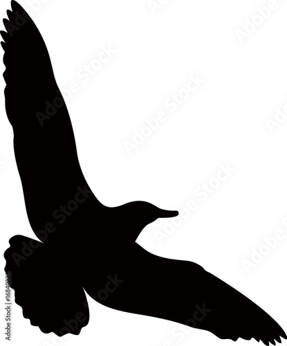 sea gull in the sky