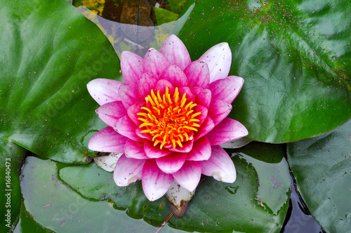 Flor de nenufar rosa