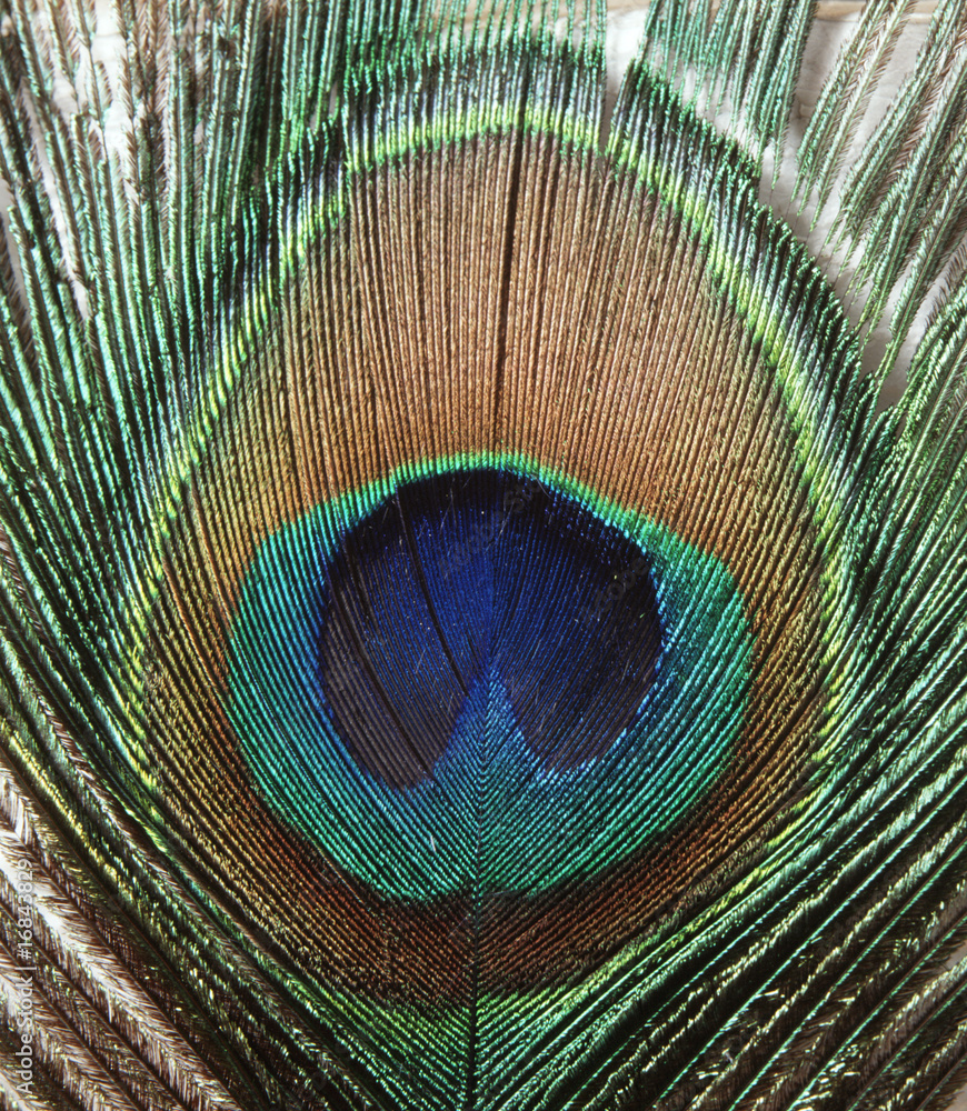 Obraz premium Pfauenfeder