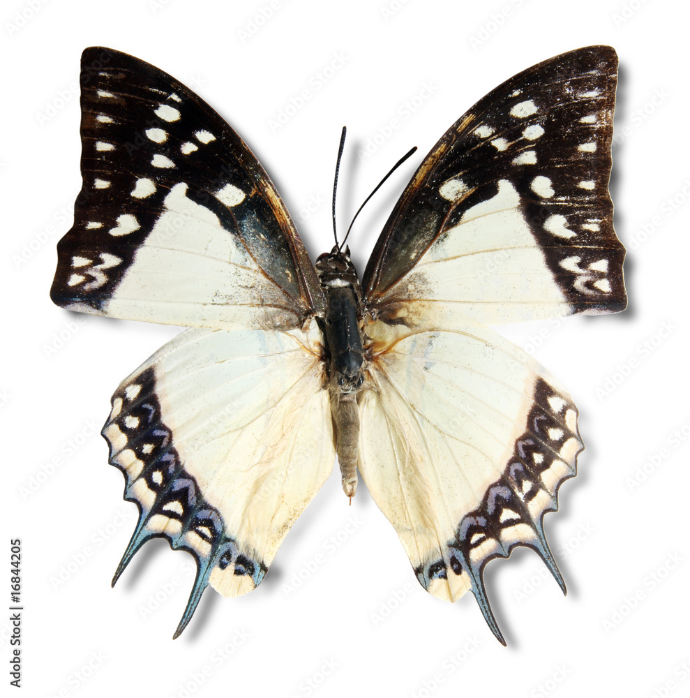 Fototapeta premium Butterfly on the white background, (Polyura narcca), (isolated)
