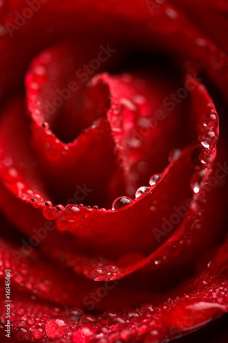 Fototapeta Naklejka Na Ścianę i Meble -  beautiful red rose with water droplets (shallow focus)