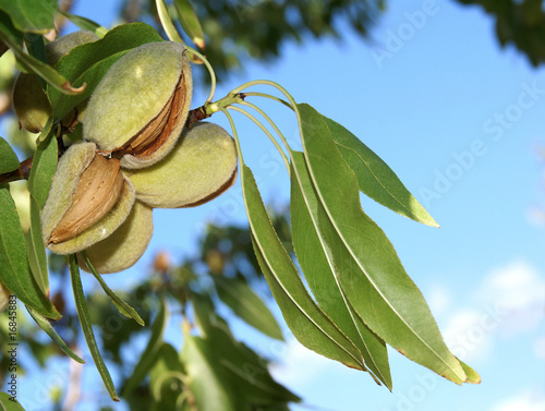 Amandes à cueillir