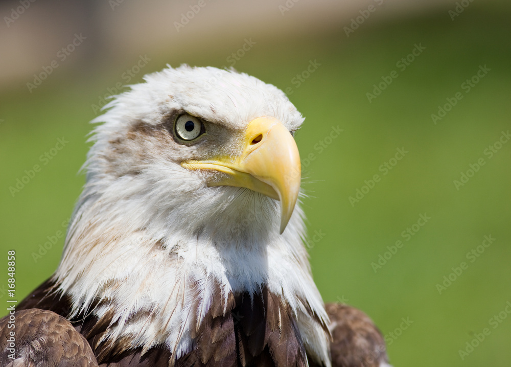 american bald eagle american bald eagle