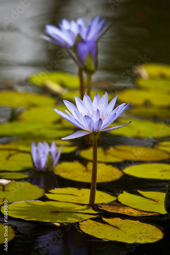 Water lilly in botanic garden on Azores