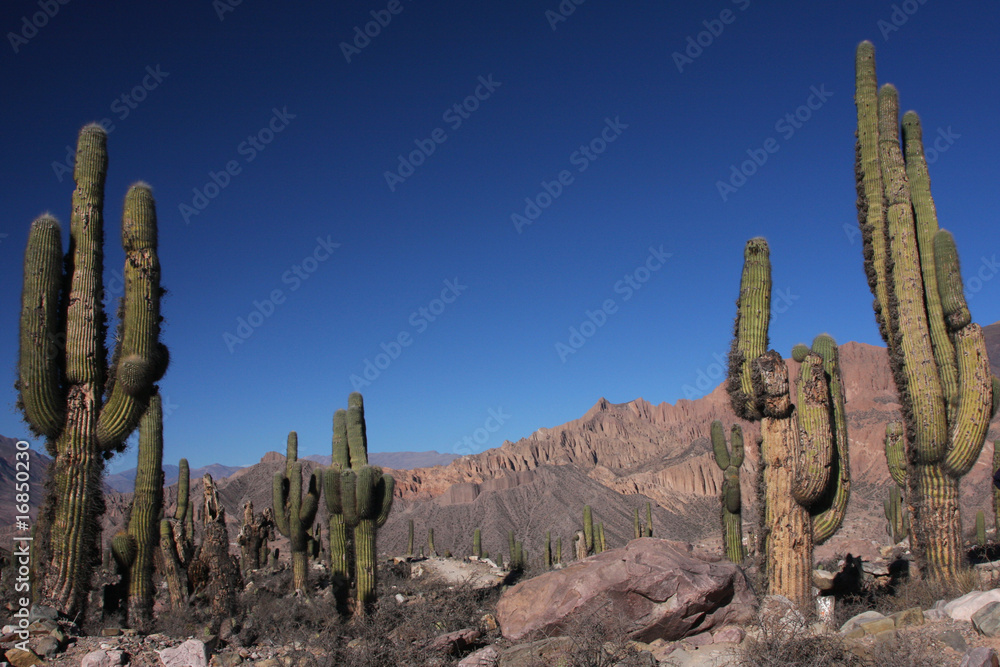 Forêt de Cactus