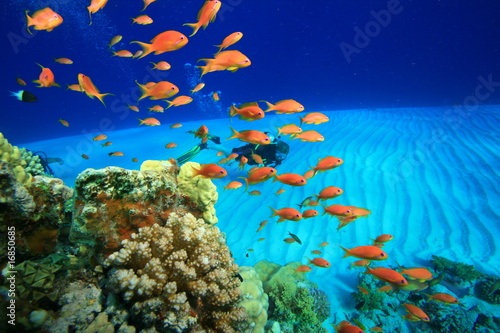 Fototapeta Naklejka Na Ścianę i Meble -  Coral Reef and Scuba Diver
