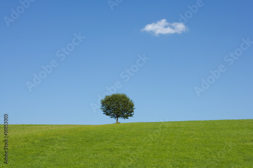 einzelner Baum in der Landschaft