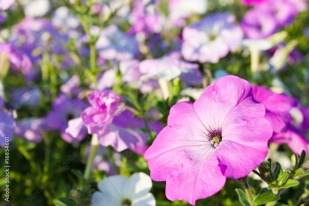 Violet flower closeup
