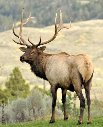 Bull Elk © dlrz4114