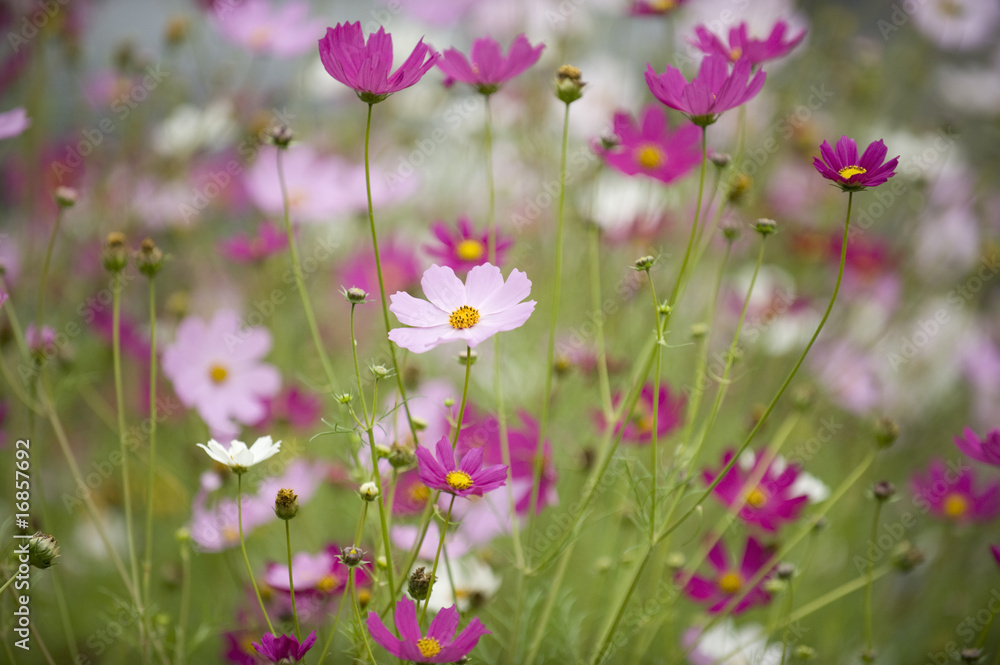 Cosmos flowers