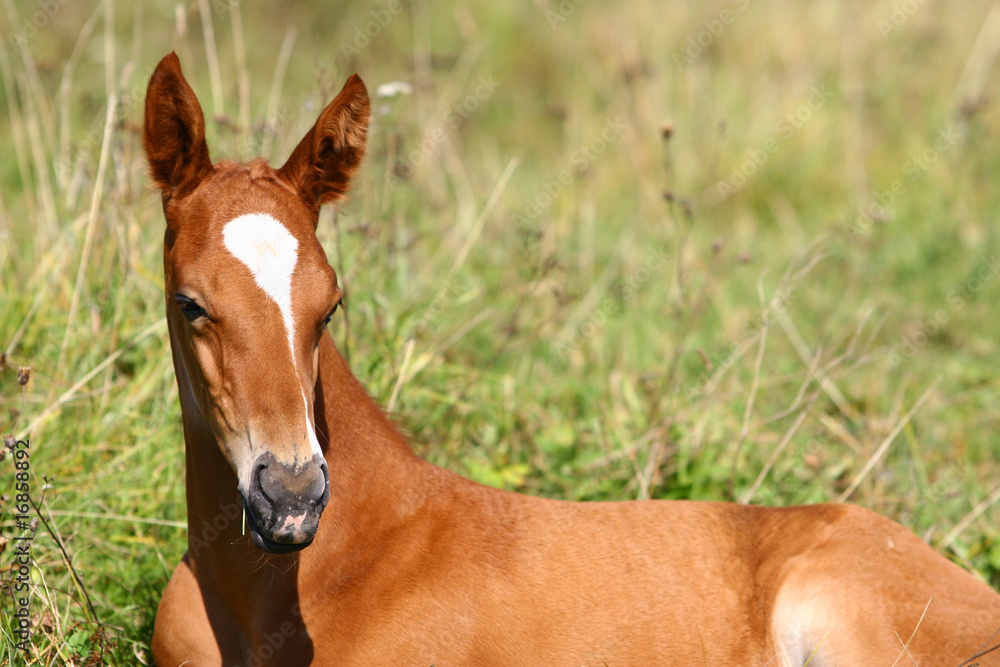 chestnut filly on field