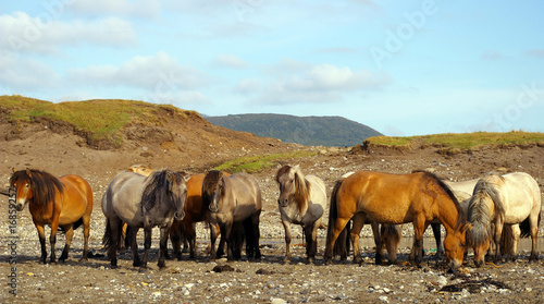 Wild horses  on seashores