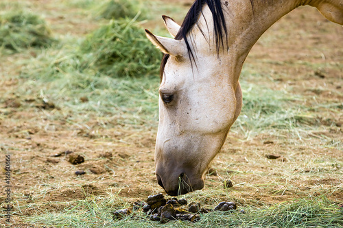 horse smelling poop