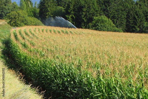 L'arrosage du champs de maïs. photo