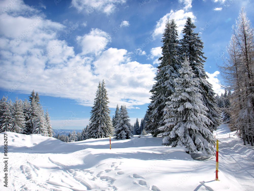 Fototapeta premium Winter Forest