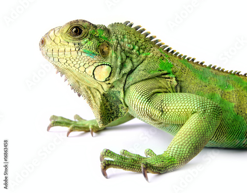 iguana © StanOd