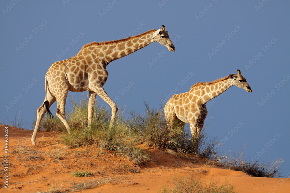 Obraz premium Giraffes on sand dune, Kalahari desert, South Africa