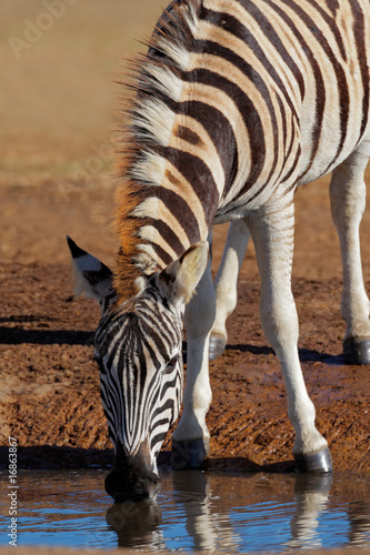 Plains  Burchell s  Zebra  Equus quagga   South Africa
