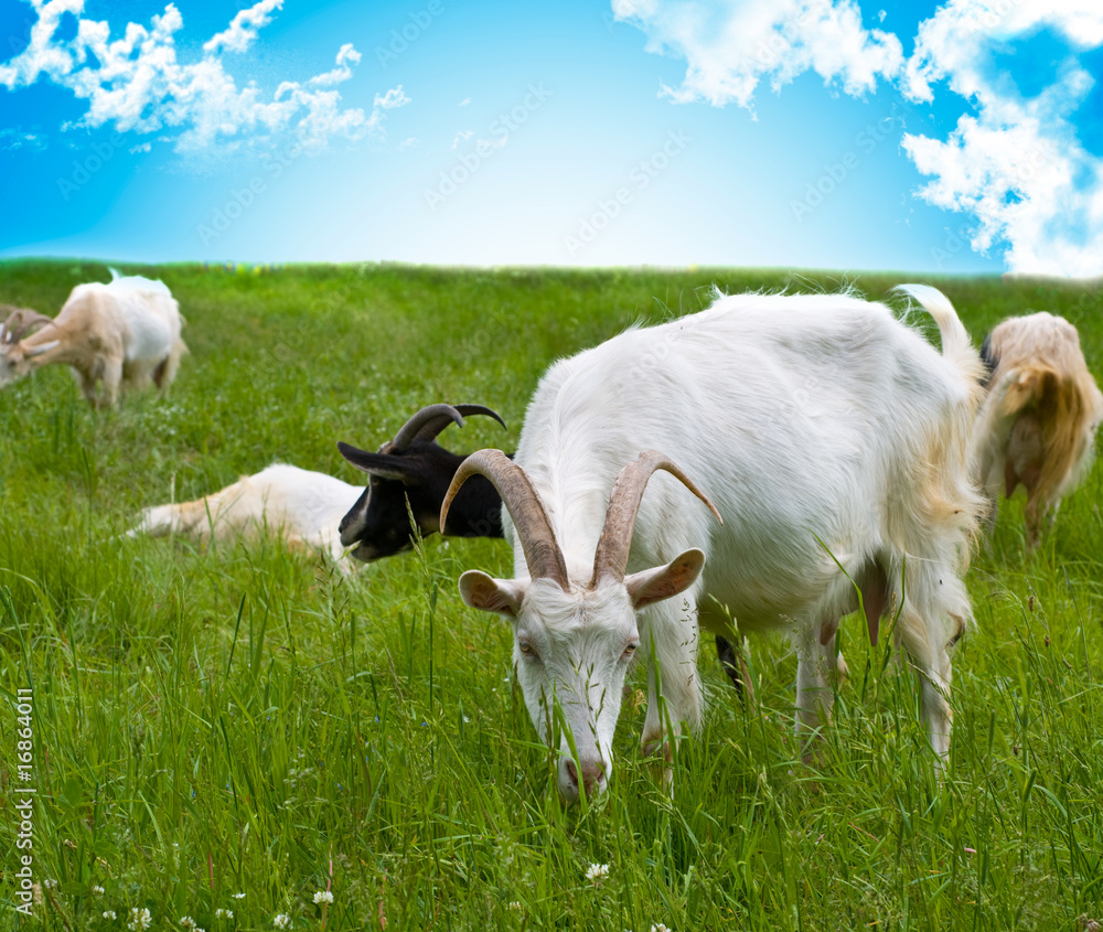 Obraz premium Head of a goats in the forest