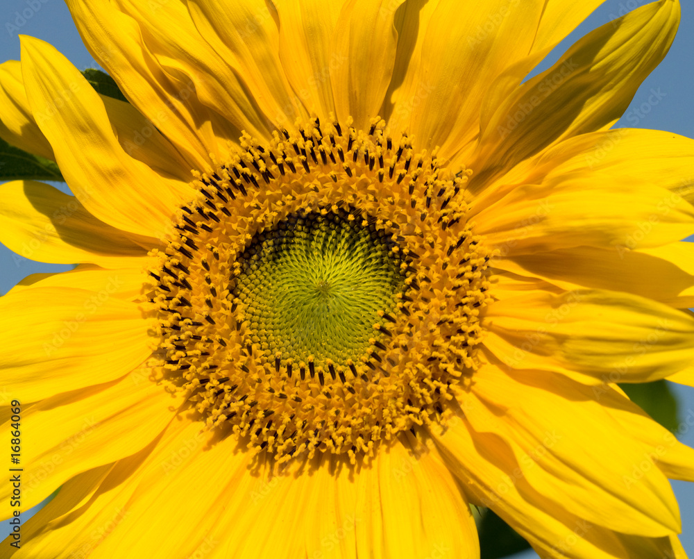 sunflower sunflower