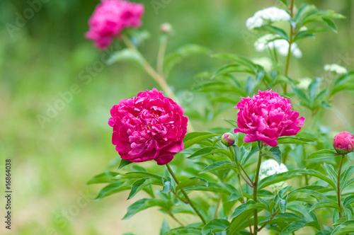 Wallpaper Mural Red peony flowers Torontodigital.ca