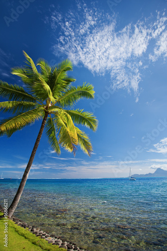 Single palm tree agains blue sky on beach
