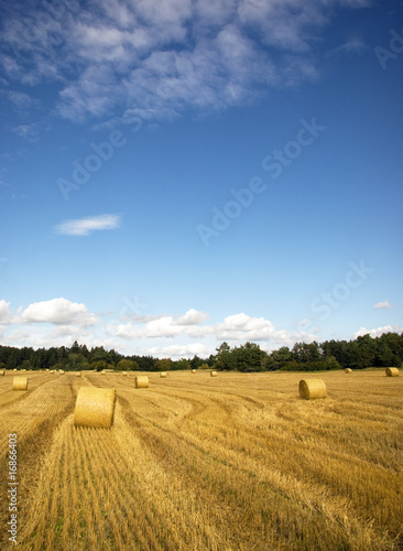 Hay bales on wheat field