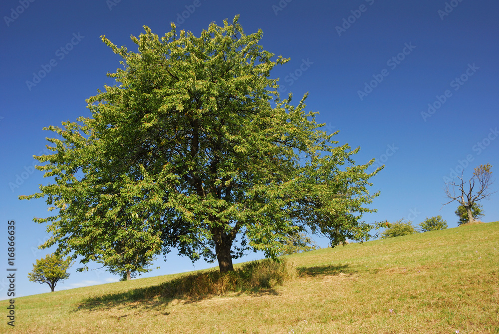 Fototapeta premium Baum auf Sommerwiese